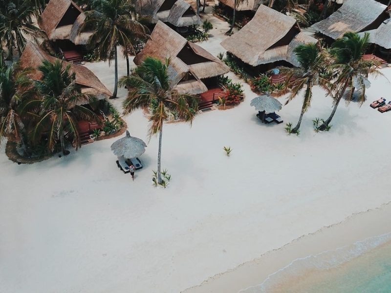 green plants on white sand