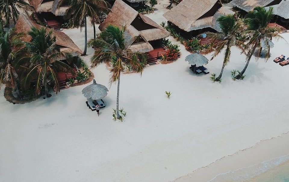 green plants on white sand